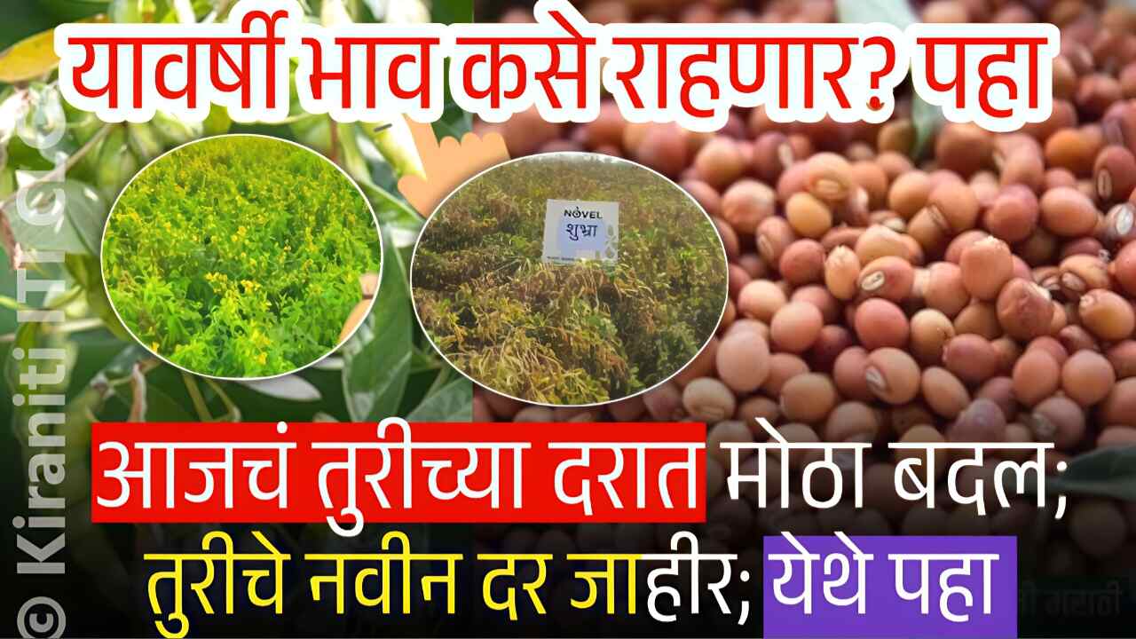 तुरीच्या भावात मोठ्या बदल; यावर्षी दर कसे राहणार? आजचे लाईव्ह भाव पहा Tur Price Today